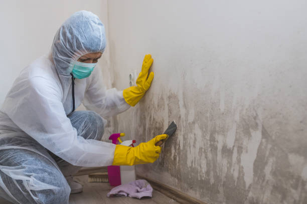 Best Black Mold Removal  in Baker, MT