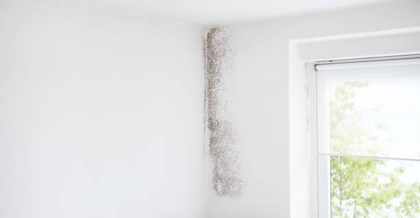 Best Comprehensive Air Testing for Mold Contaminants  in Baker, MT